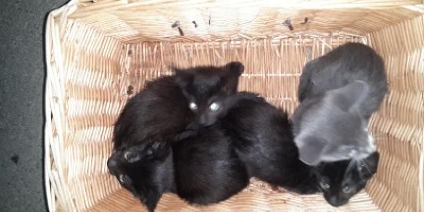 Voorbijgangers vinden vier gedumpte kittens, politzie zoekt getuigen