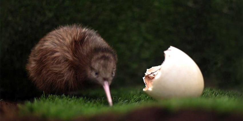 Eerste kiwi kruipt uit Nederlands ei