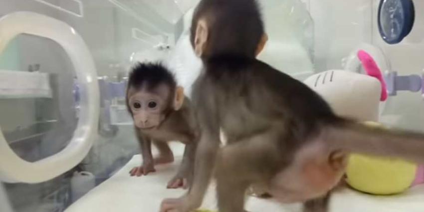 Klonen van apen is China gelukt. Wanneer volgt de mens