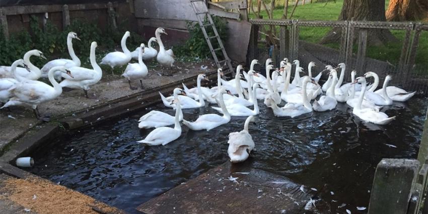 NVWA neemt 87 jonge knobbelzwanen in beslag