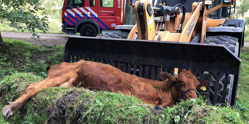 Brandweer redt koe uit sloot in natuurgebied Liempde