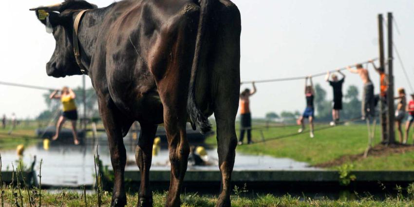 koe-poldersport-weiland