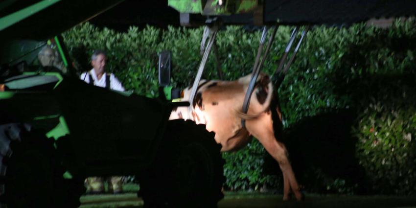 koe-zwembad-brandweer