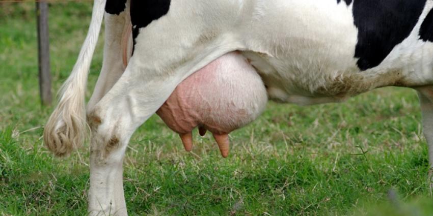 foto van koe in wei | fbf