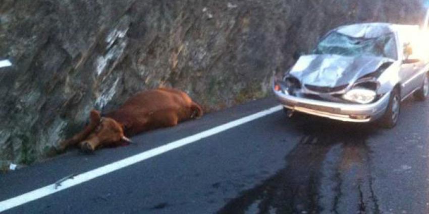 Koe valt uit de lucht boven op auto