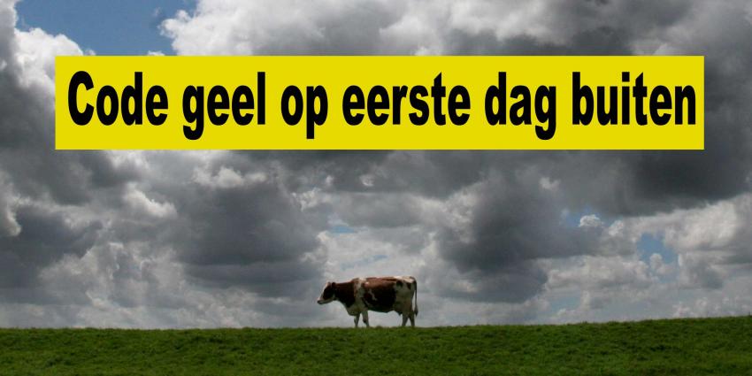 Koeien op eerste stormachtige lentedag de wei in