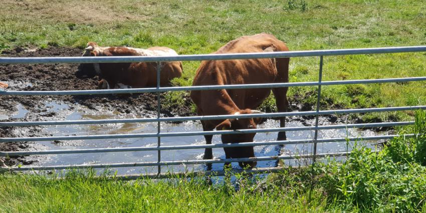 Ook de dieren hebben het heet en zoeken verkoeling als het kan