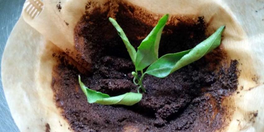 Koffiedrab Rotterdamse ambtenaren wordt voeding voor plantjes