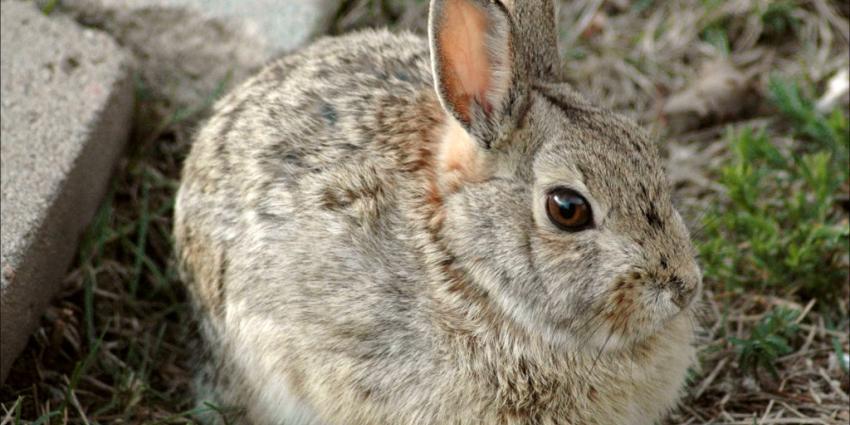 Partij voor de Dieren: stop konijnenjacht vanwege RHD2-virus