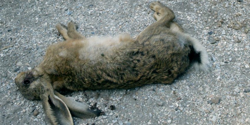 Mysterieus virus doodt massaal konijnen