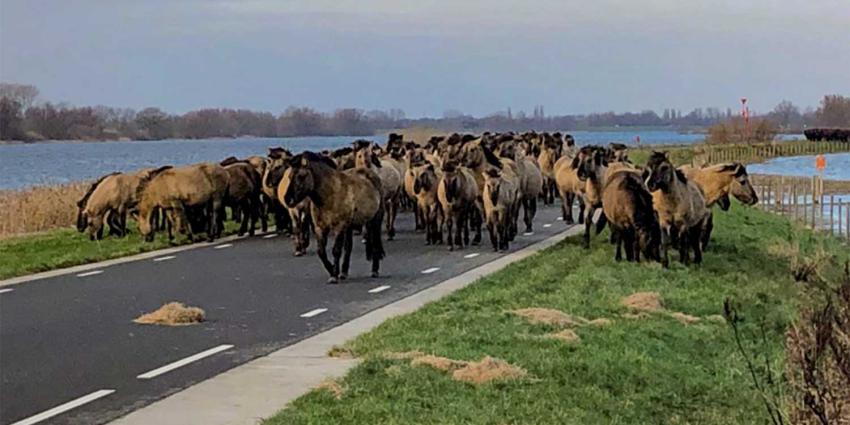 Paarden en runderen geëvacueerd om hoogwater