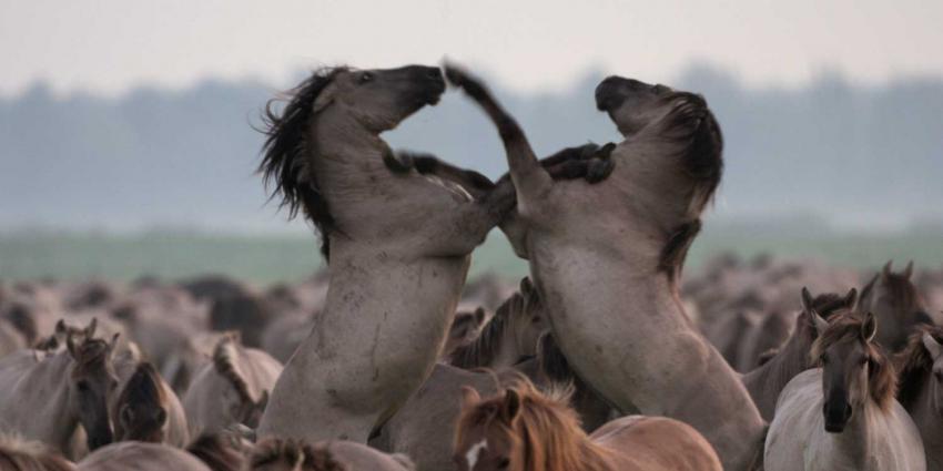 Meer dan de helft grote grazers Oostvaardersplassen gestorven