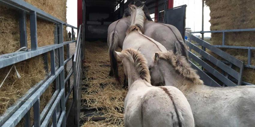 konikspaarden-transport