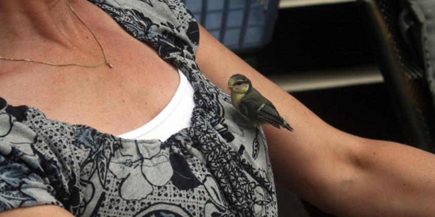 Vreemde vogel landt op borsten van vrouw