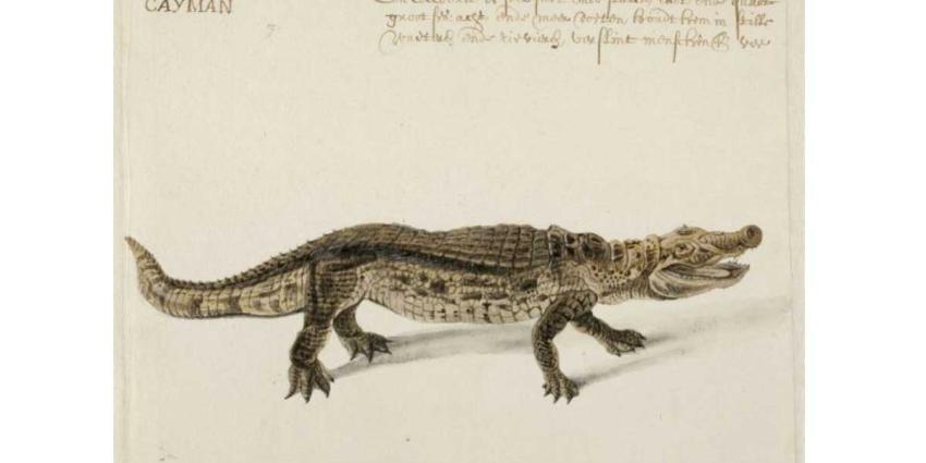  Spectaculaire ontdekking onopgemerkte tekeningen Frans Post