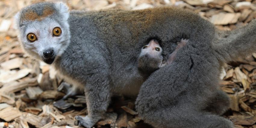 kroonmaki geboren in DierenPark Amersfoort