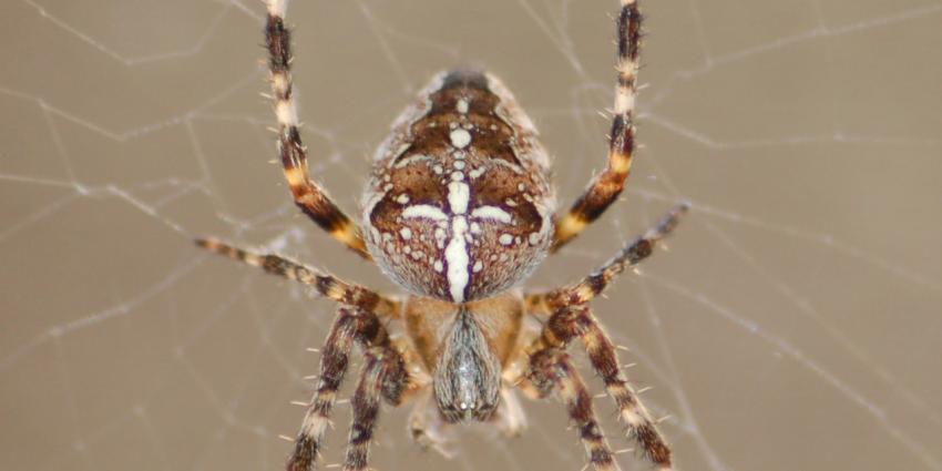 Kruisspin meest getelde spin