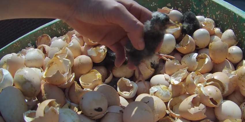 Animal Rights toont opnieuw undercoverbeelden van dierenleed kippenkwekerijen