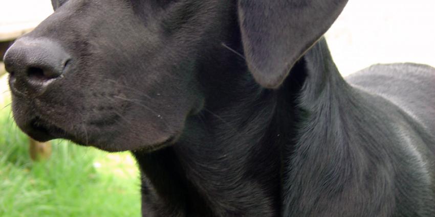 Dierproeven Labradors leidt tot doodsbedreigingen