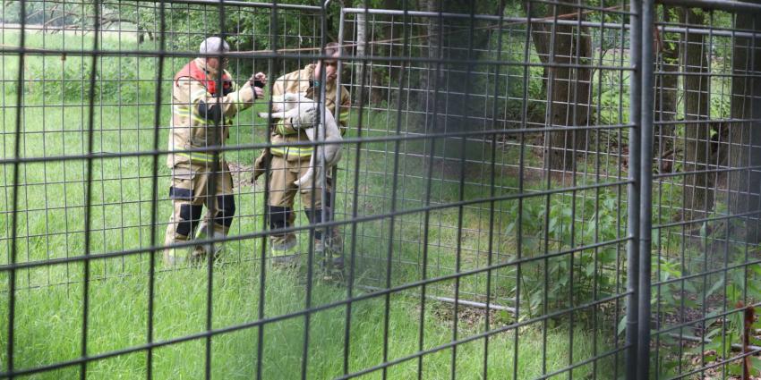 lammetje-brandweerman