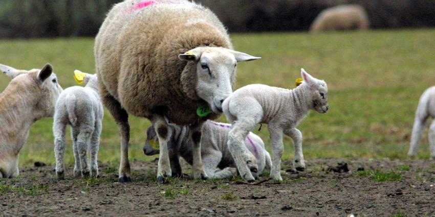 lammetjes-schaap