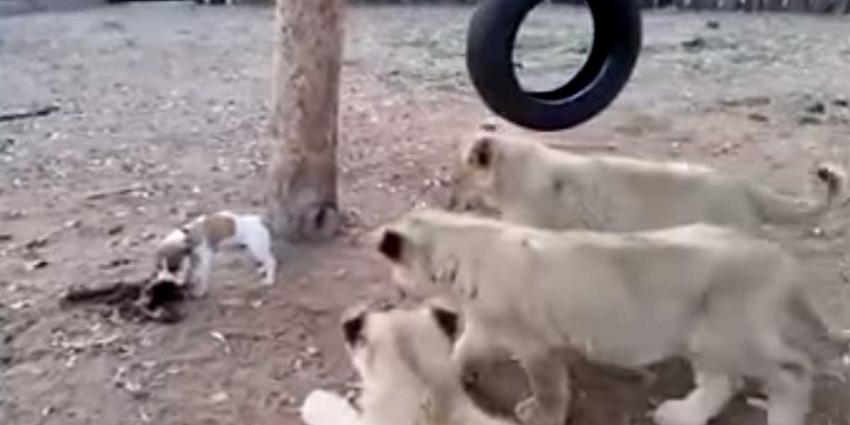 Klein hondje bijt goed van zich af tegenover drie leeuwen