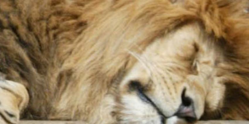 Leeuwen ontsnapt in Duitse dierentuin