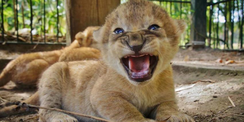 Drieling leeuwenwelpjes geboren in Safaripark Beekse Bergen!