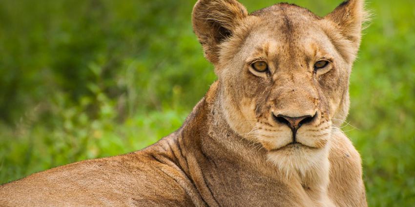 Zeldzame leeuwtjes geboren in Blijdorp