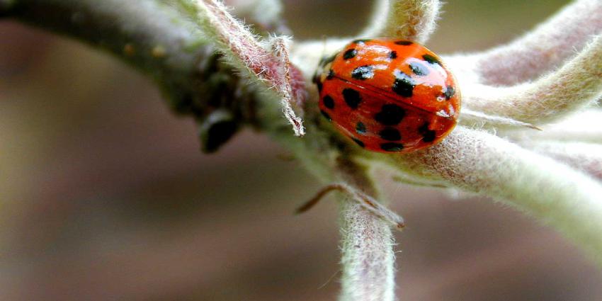 lieveheersbeestje-plant