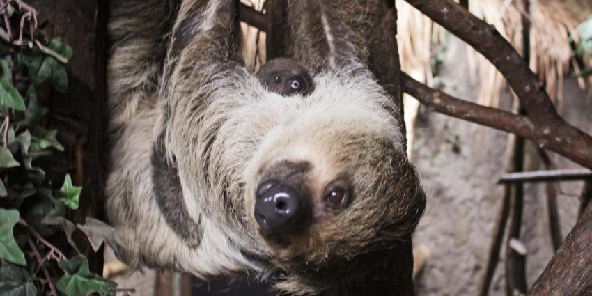 Luiaard geboren in DierenPark Amersfoort