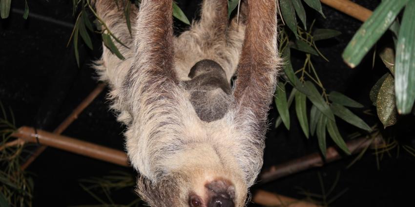 Luiaardjong geboren in DierenPark Amersfoort