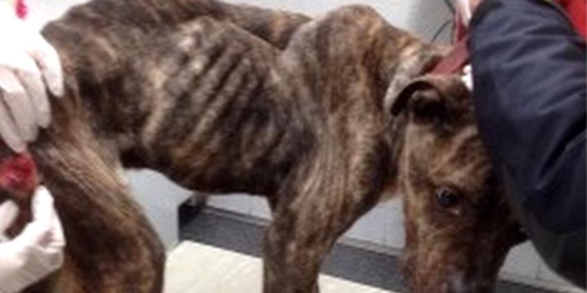 Onderzoek toont aan dat er geen stereotype dierenmishandelaar is 