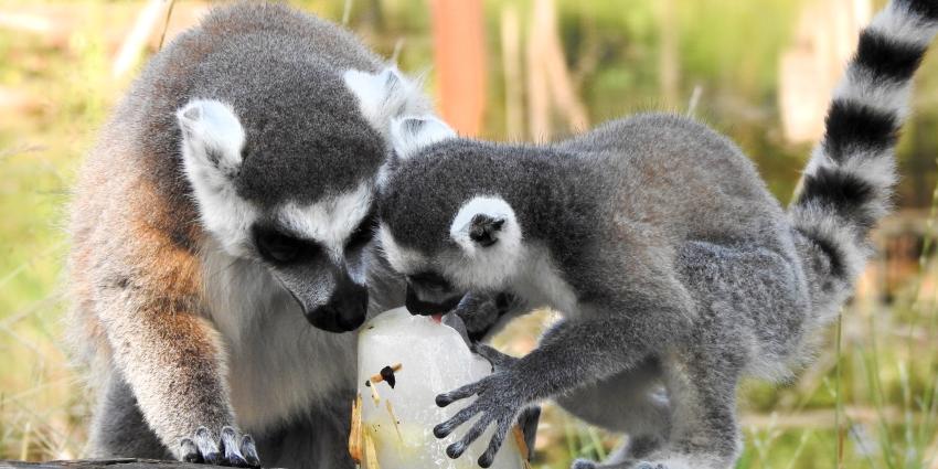 IJskoude zomer voor dieren in DierenPark Amersfoort