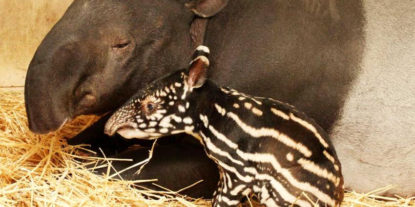 Twee zeldzame tapirs vlak achter elkaar geboren in Artis