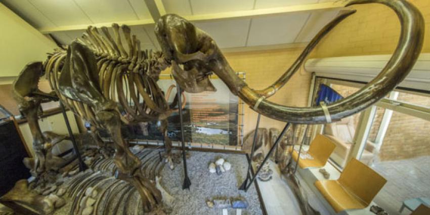 Nederlandse Mammoet Bart verhuist naar Duitsland