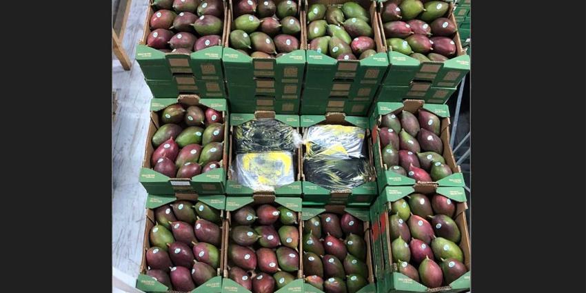 Tussen mango's verstopte partij van 1500 kilo cocaïne onderschept 