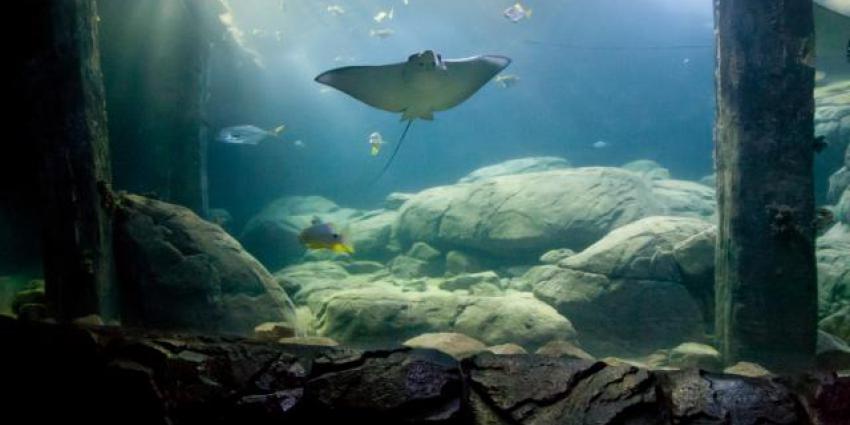 Burgers Zoo bouwt grootste overdekte mangrove van de wereld