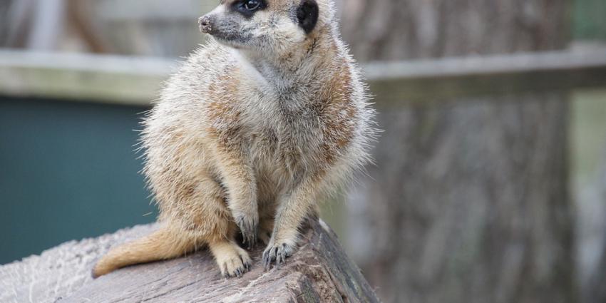Gemeente Emmen redt Wildlands van de ondergang