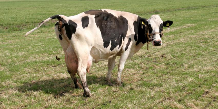 Fosfaatplafond overschreden door toename mestproductie