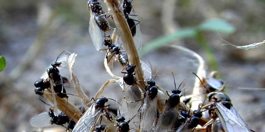 Bijtende terror-mier rukt op in Nederland