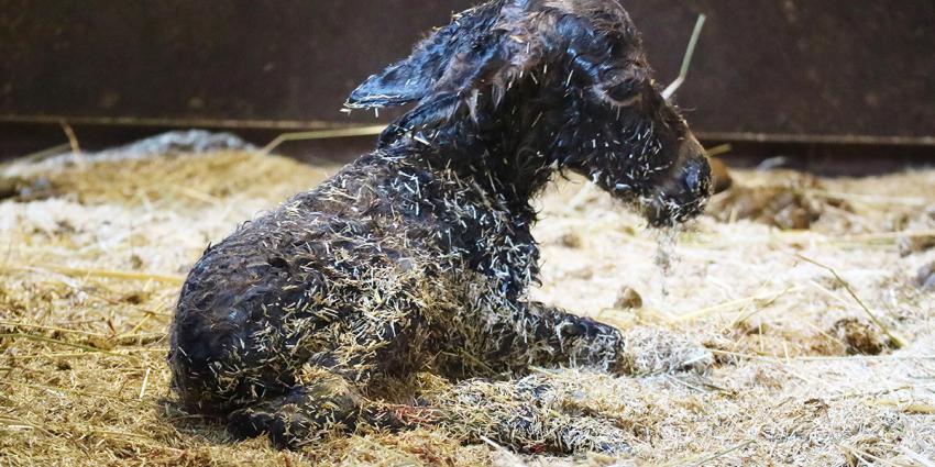 net geboren mini-ezel