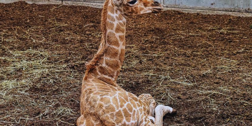 Geboren giraffe