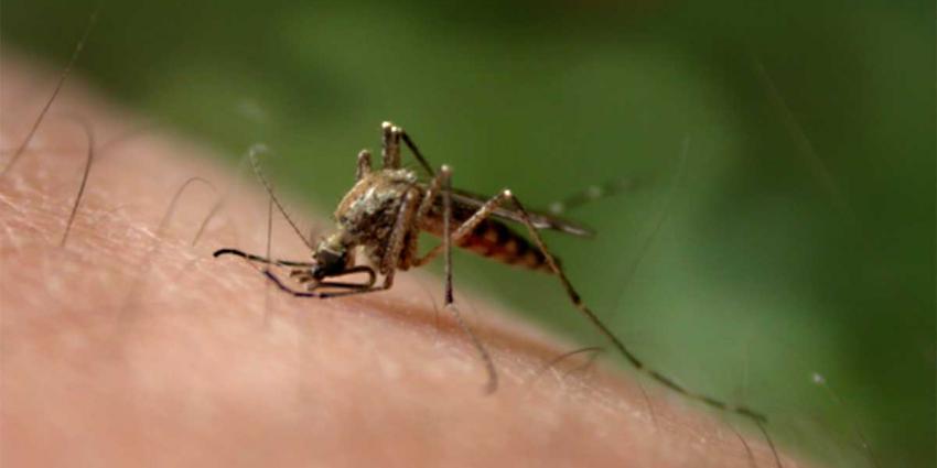 ‘Global Mosquito Alert’ moet levens gaan redden