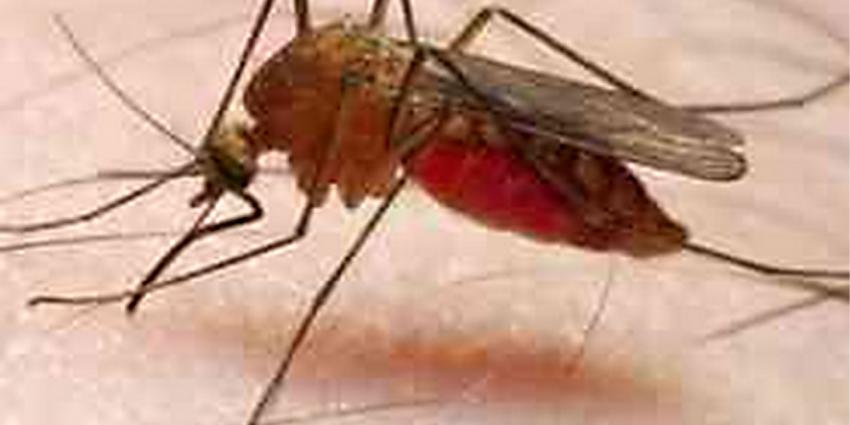 Diergeneesmiddel tegen teken en vlooien kan uitbraak van malaria en Zika bij mensen voorkomen