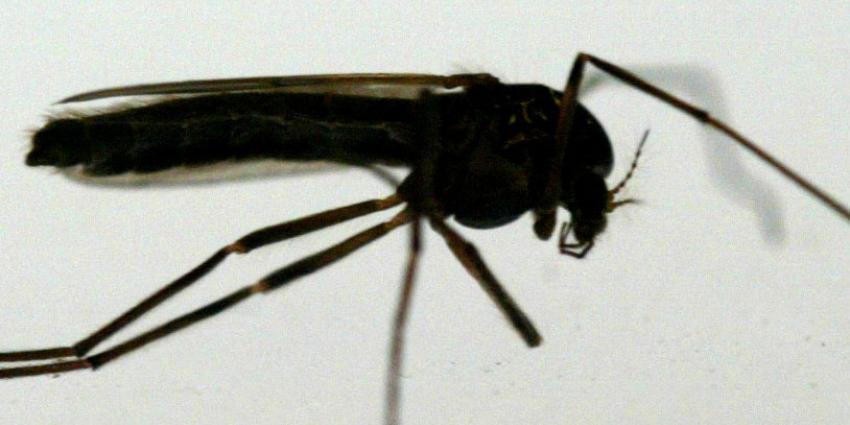 Nieuwe therapie doodt malariamuggen en -parasieten