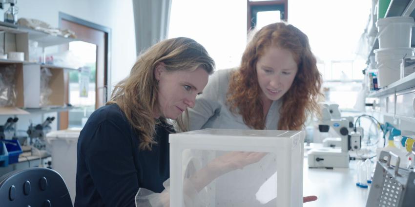 Focus-presentator Petra Grijzen laat zich in bijzijn van entomoloog Charlotte Linthout bijten door een mug 