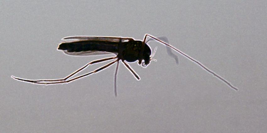 Reeds bestaand medicijn mogelijk werkzaam tegen zika-virus 