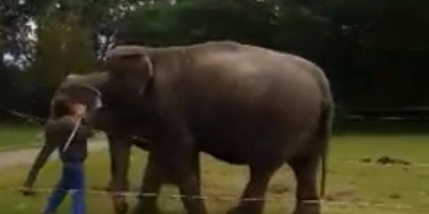 Olifant krijgt flinke klappen met stok van medewerker circus