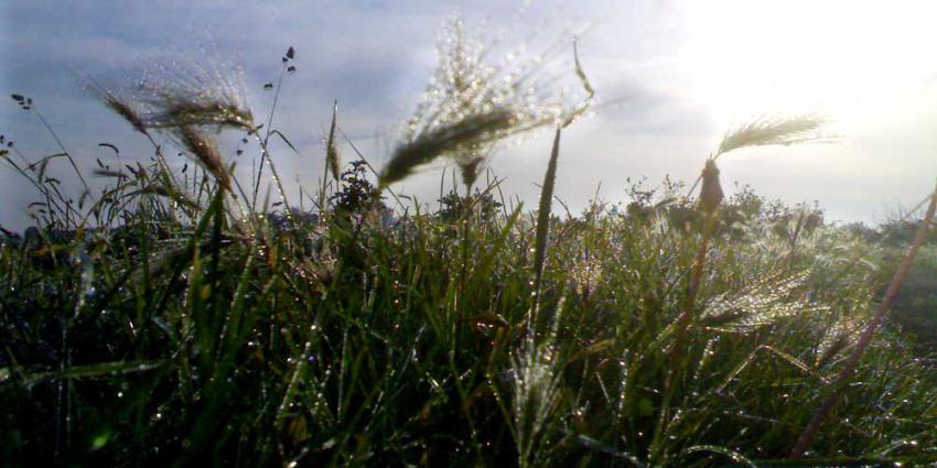 natuur-gras-dauw